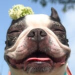 Hotels.com(ホテルズドットコム)の10泊で1泊無料に隠された損する仕組み