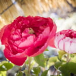 第37回 上野東照宮冬ぼたん - 40品種/200株が楚々と咲く