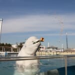 【節分イベント】八景島シーパラダイスでシロイルカの豆まき！