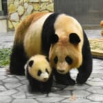 ジャイアントパンダの赤ちゃん”彩浜(さいひん)”が1月11日に屋内運動場でデビュー