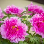 上野東照宮で春のぼたん祭が開催、見ごろと混雑予想