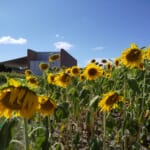 浜名湖ガーデンパークでヒマワリ。駐車場・水遊び場の混雑