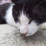 鋸山(日本寺)で見つけた真っ黒の地獄ソフトクリーム