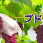 【クーポン】愛知県で子連れにお勧めなブドウ狩り農園５選