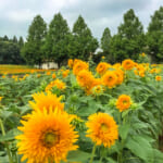 【9月が見頃】こもれび森のイバライドで1500本のヒマワリ満開