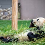 アドベンチャーワールドが営業再開、他県からの入園や感染対策は？事前購入が必要