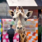 動物園に行こう！大阪府内で動物と触れ合えるお出かけスポット１２選