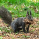 滋賀県で動物と触れ合える、意外と知らないお出かけスポット５選