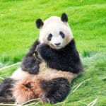 パンダだけじゃない！和歌山の動物と触れ合えるお出かけスポットまとめ