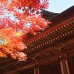 川崎市内で秋の絶景！気軽に紅葉を楽しめるスポット12選