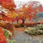 秋の絶景！大和市で紅葉を楽しめる公園まとめ