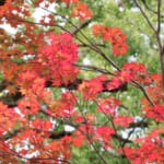 赤く染まった絶景、小田原市内で美しい紅葉を楽しめるスポット