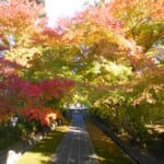 藤沢・江の島周辺で紅葉を楽しめるお勧めのスポット