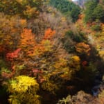 【厚木版】家族で気軽に紅葉を楽しめる秋のお出かけスポット6選