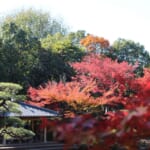 平塚で紅葉狩り、定番と隠れた穴場スポット
