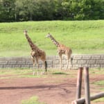 千葉県内に20ヶ所以上！動物と触れ合う事ができるスポットまとめ