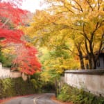 湯河原の紅葉｜見頃はいつ？池峯もみじの郷・万葉公園完全ガイド
