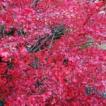 横須賀で紅葉を愛でる定番＆穴場の絶景スポットまとめ