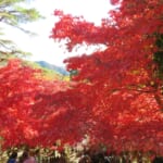 伊勢原・大山で紅葉狩り！穴場から定番までおすすめ紅葉狩りスポット