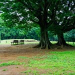 横浜の大きな公園に行こう！市内にある総合公園まとめ8選