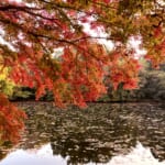 秦野市内で紅葉狩りをするならココ、近場で楽しめる穴場スポット5選