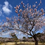 小田原フラワーガーデンで梅まつり開催！関東最大級300種の梅が見頃迎える