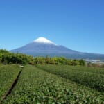 「ふじさんぽキャンペーン」概要と予約/利用方法