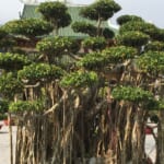 ダナン・ソンチャ半島の特徴、不便と言われる理由と、静けさを選ぶ人に向いているエリアか？